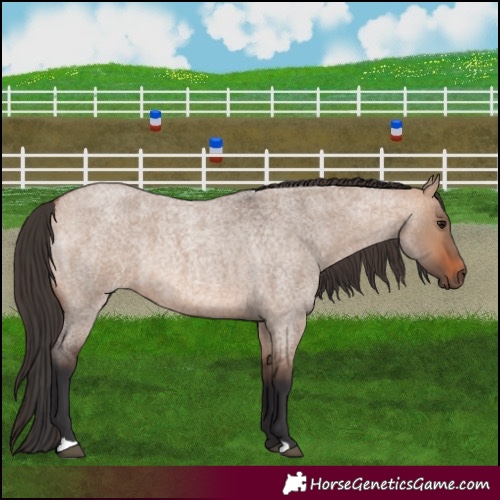 Horse Color:Bay Roan Dun