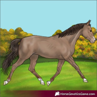 Horse Color:Classic Champagne