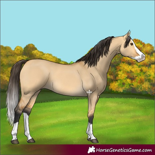 Horse Color:Buckskin Dun Splash 