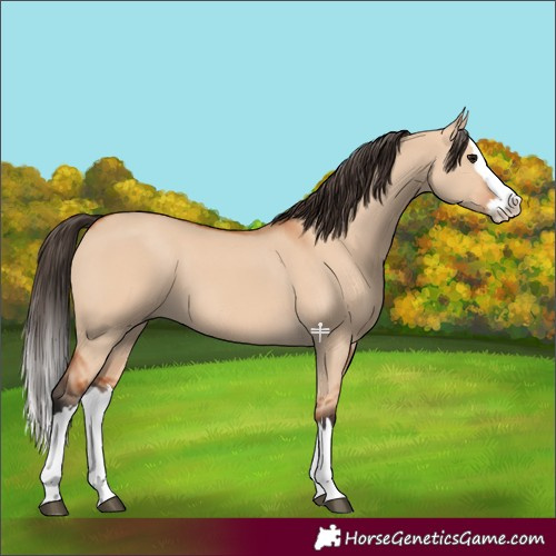 Horse Color:Bay Dun Splash 