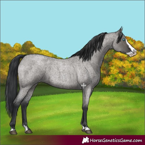 Horse Color:Grullo Roan Splash 