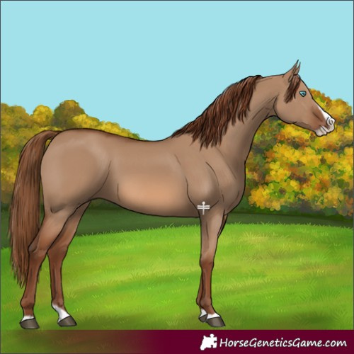 Horse Color:Red Dun Splash 