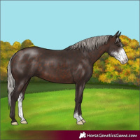 Horse Color:Silver Brown Sabino 