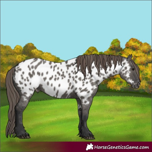 Horse Color:Grullo Near Leopard