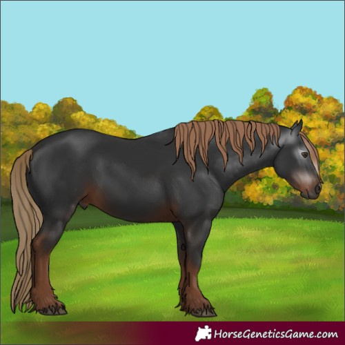 Horse Color:Gray White Spotted Liver Chestnut 