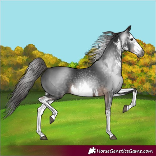 Horse Color:Gray White Spotted Liver Chestnut