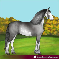 Horse Color:Gray White Spotted Black