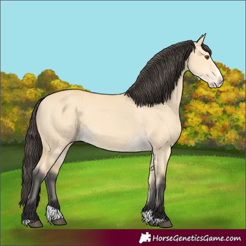 Horse Color:Buckskin Dun Splash