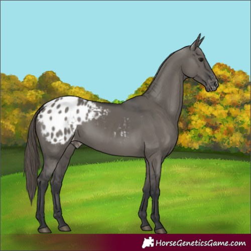 Horse Color:Grullo Blanket