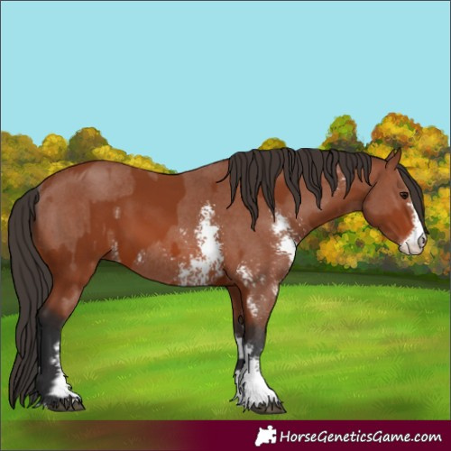 Horse Color:Bay Sabino Rabicano and Bay Sabino Rabicano