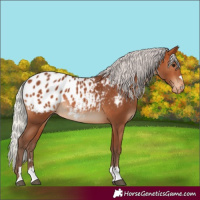 Horse Color:Silver Bay Blanket