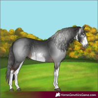 Horse Color:Gray White Spotted Liver Chestnut 