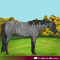 Horse Color:Blue Roan