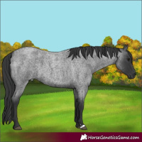 Horse Color:Blue Roan 