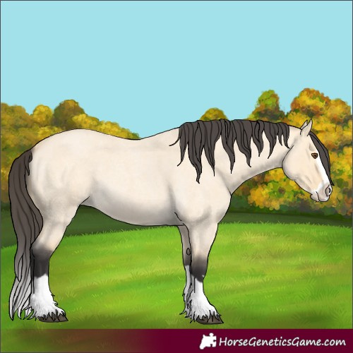 Horse Color:Buckskin Roan Dun Splash 