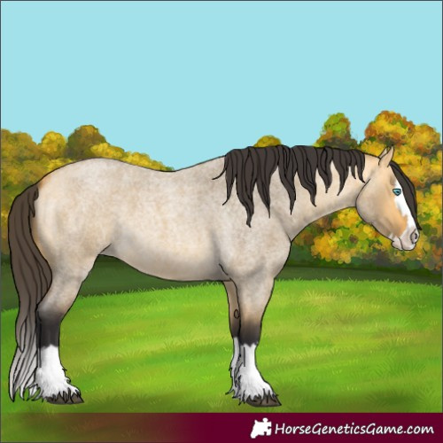 Horse Color:Buckskin Roan Dun Splash 