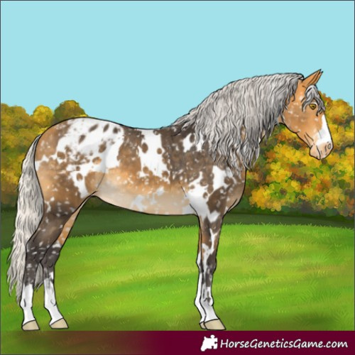 Horse Color:White Spotted Silver Buckskin Appaloosa