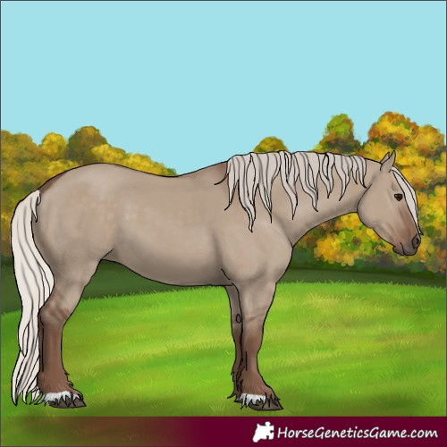 Horse Color:Silver Grullo 
