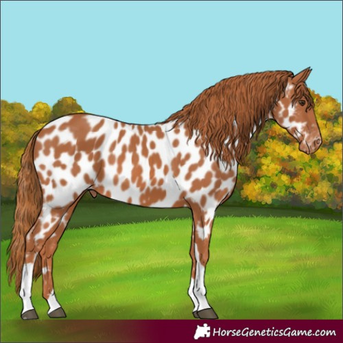 Horse Color:Chestnut Tobiano Appaloosa 