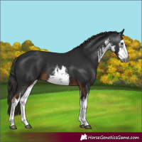 Horse Color:Gray White Spotted Liver Chestnut 