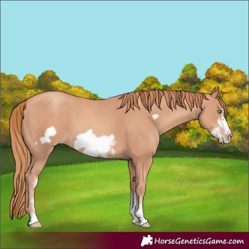 Horse Color:Gold Champagne Sabino Frame