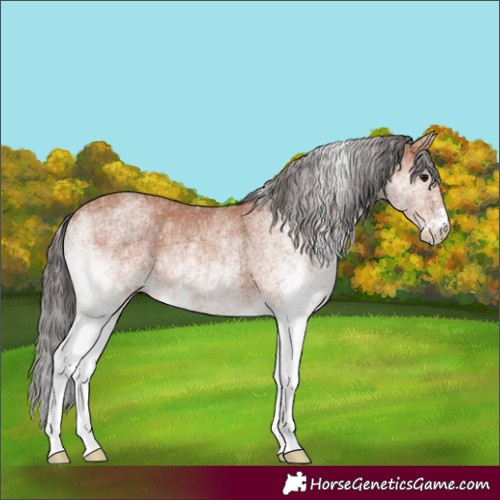 Horse Color:White Spotted Bay Rabicano 