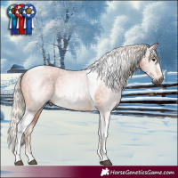 Horse Color:Gray Silver Bay Tobiano Rabicano 