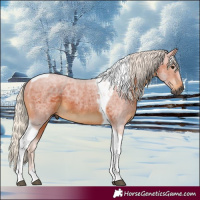 Horse Color:Gray Silver Bay Tobiano Rabicano 