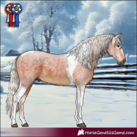 Horse Color:Gray Silver Bay Tobiano Rabicano 