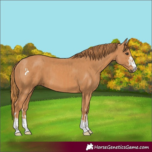 Horse Color:Chestnut  and Chestnut 