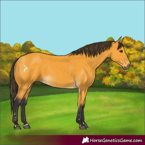 Horse Color:Buckskin 