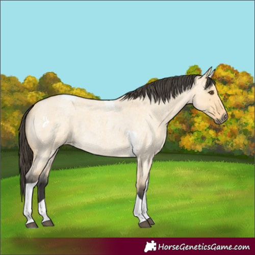 Horse Color:Buckskin Roan Dun Tobiano