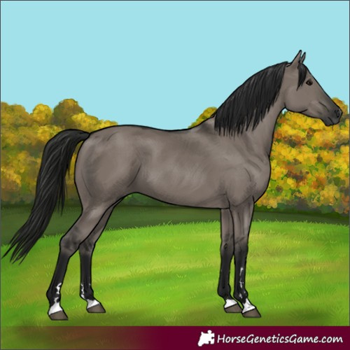 Horse Color:Gray Smoky Grullo