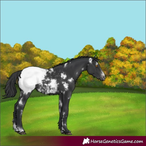 Horse Color:White Spotted Black Sabino Appaloosa Rabicano