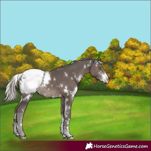 Horse Color:White Spotted Silver Black Sabino Appaloosa Rabicano