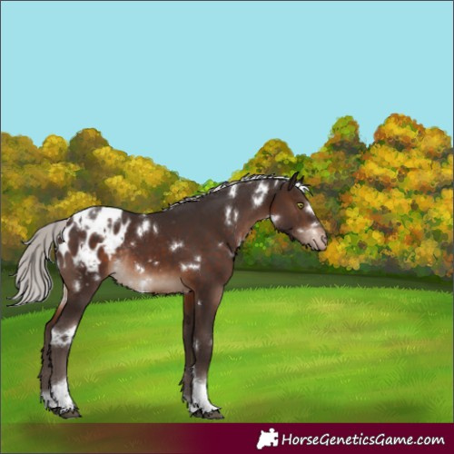 Horse Color:White Spotted Silver Brown Tobiano Blanket Rabicano