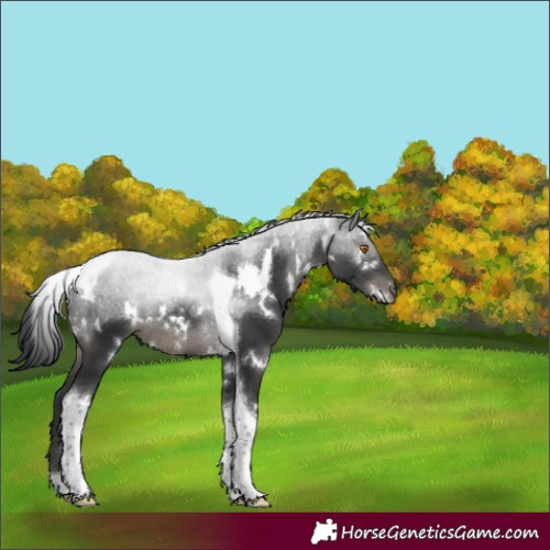 Horse Color:White Spotted Black Tobiano Rabicano 