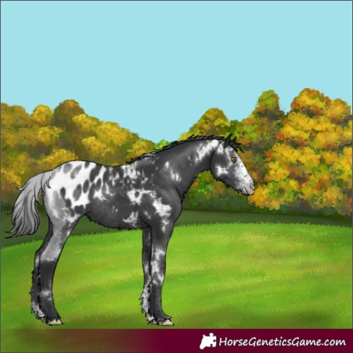 Horse Color:White Spotted Black Sabino Blanket Rabicano 