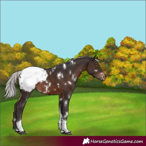 Horse Color:White Spotted Silver Brown Tobiano Snowcap Rabicano