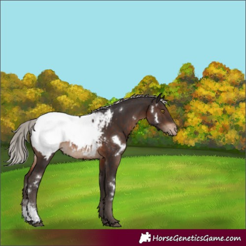 Horse Color:White Spotted Silver Brown Sabino Snowcap Rabicano