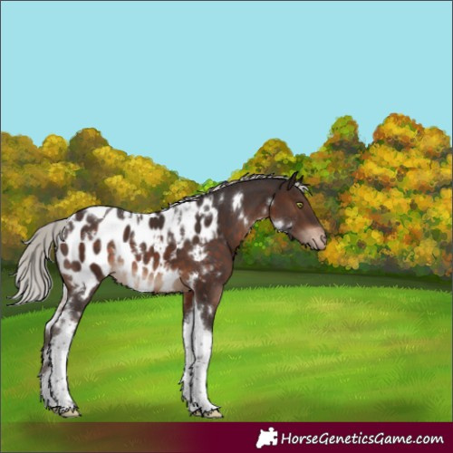 Horse Color:White Spotted Silver Brown Tobiano Blanket Rabicano 