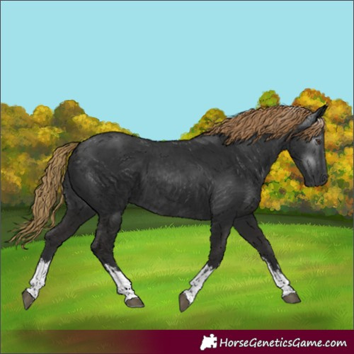 Horse Color:Unknown 