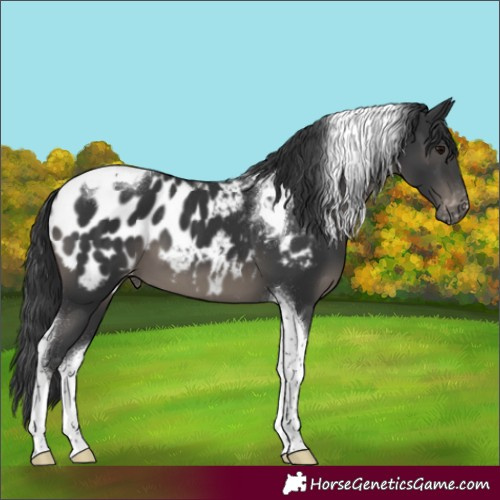 Horse Color:Black Tobiano Appaloosa 