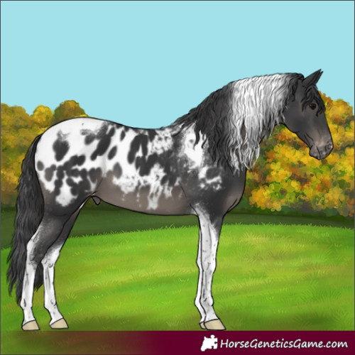 Horse Color:Black Tobiano Appaloosa 