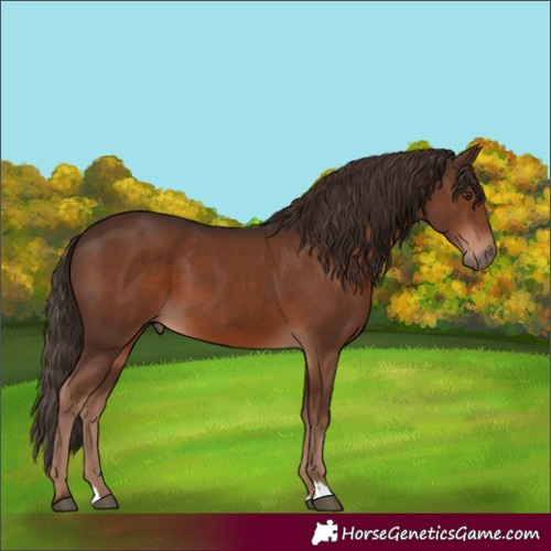 Horse Color:Liver Chestnut 
