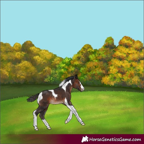 Horse Color:Brown Tobiano