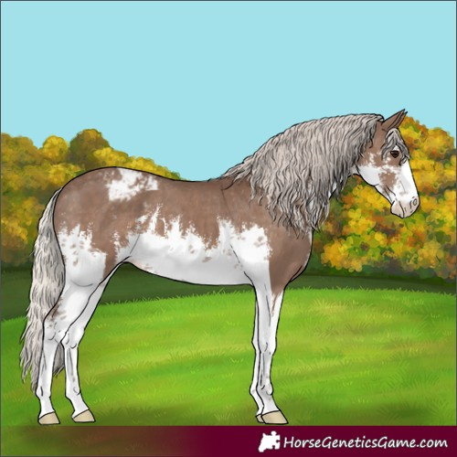 Horse Color:White Spotted Silver Black Appaloosa 
