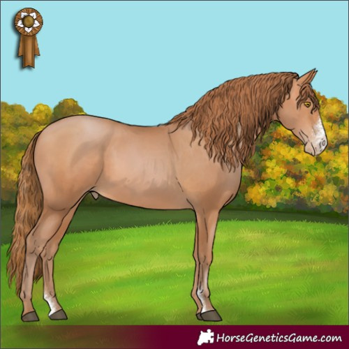 Horse Color:Bay Pearl Sabino