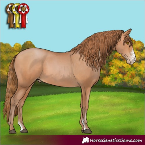 Horse Color:Bay Pearl Sabino 