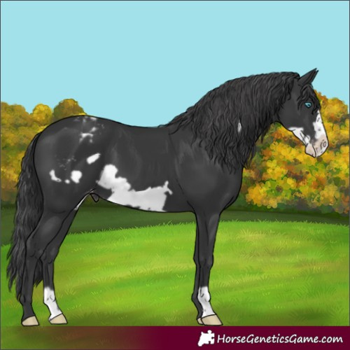 Horse Color:Black Frame Appaloosa 